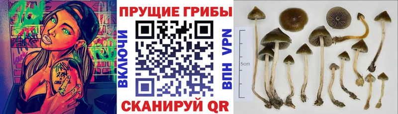 Галлюциногенные грибы ЛСД  сайты даркнета формула  Циолковский  OMG зеркало 
